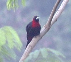 Crimson-collared Tanager Crimson-collared Tanager